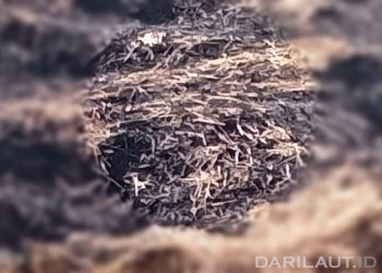 Lebih Dari 2 Ribu Aktivis Lingkungan Terbunuh di Seluruh Dunia