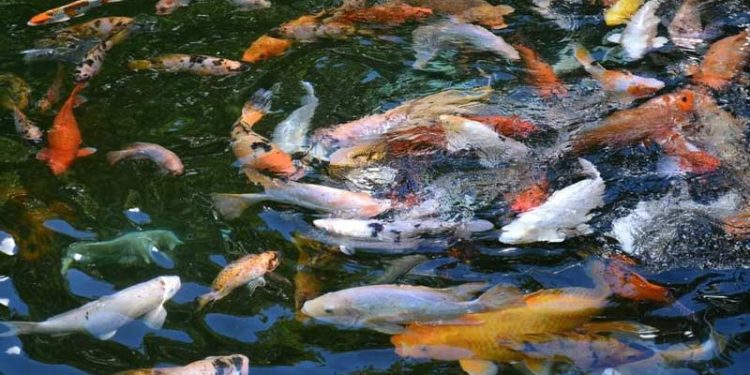 Ribuan Ikan Koi Terlepas ke Danau Limboto Akibat Banjir Besar di Gorontalo