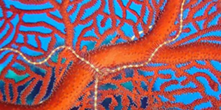 196 Negara Akan Membahas Krisis Alam di Kolombia