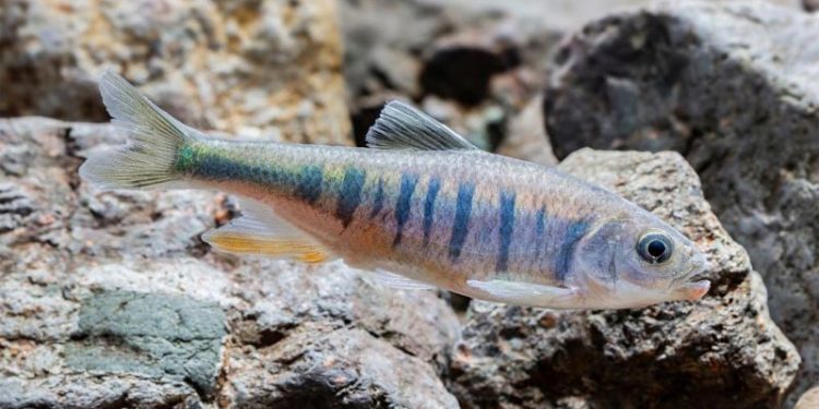 Peneliti Temukan Spesies Ikan Baru di Guangdong, Cina selatan