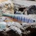 Peneliti Temukan Spesies Ikan Baru di Guangdong, Cina selatan