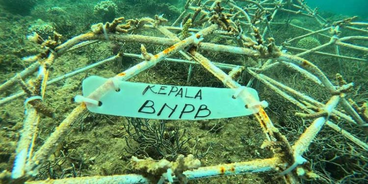 BNPB Transplantasi Terumbu Karang di Larantuka