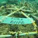 BNPB Transplantasi Terumbu Karang di Larantuka