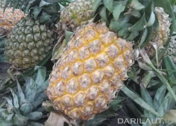 Tim UNG Kembangkan Limbah Kulit Nanas Pembasmi Jentik Nyamuk Penyebab DBD