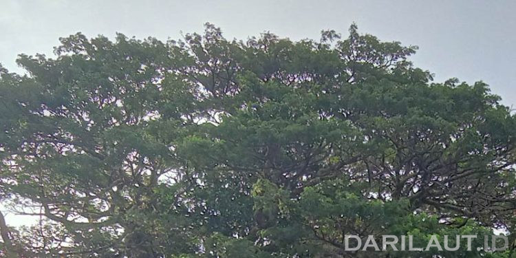 Setiap Tahun 10 Juta Hektar Hutan Hilang Karena Deforestasi