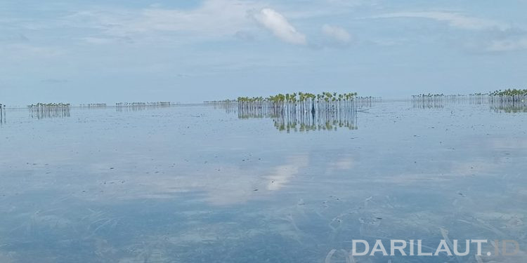 Mekarnya Bunga Sammo Penanda Akhir Ramadan dan Awal Syawal di Torosiaje Teluk Tomini