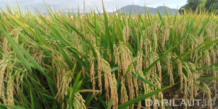 Nilai Tukar Petani Provinsi Gorontalo Maret 2025 Naik 4,05 Persen, Tertinggi di Indonesia