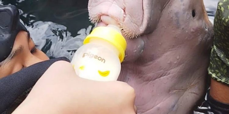 Anakan Dugong Betina Terdampar di Bitung, Sulawesi Utara