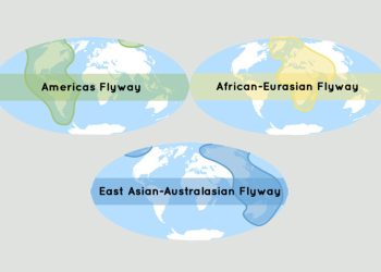 Pesan Utama dan Upaya Konservasi Burung Migran