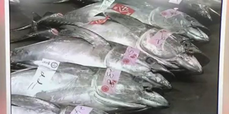 Stok Ikan Tuna Mata Besar di Samudra Hindia Membaik, Kuota Jepang Akan Naik