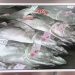 Stok Ikan Tuna Mata Besar di Samudra Hindia Membaik, Kuota Jepang Akan Naik