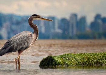 World Migratory Bird Day 2025 Untuk Menjadikan Kota dan Komunitas yang Ramah Burung