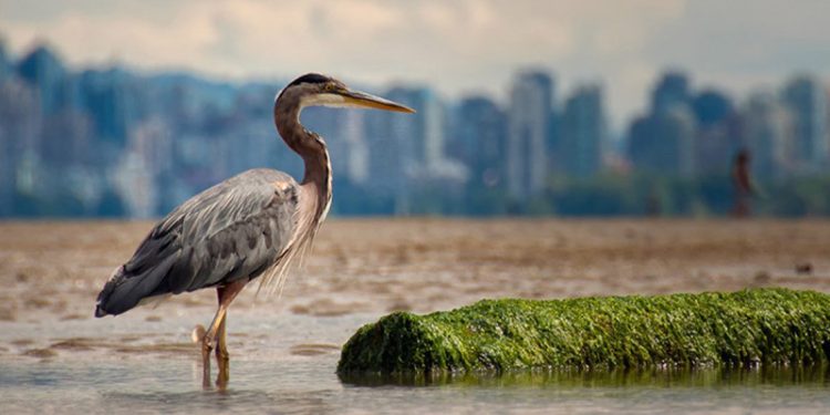 World Migratory Bird Day 2025 Untuk Menjadikan Kota dan Komunitas yang Ramah Burung