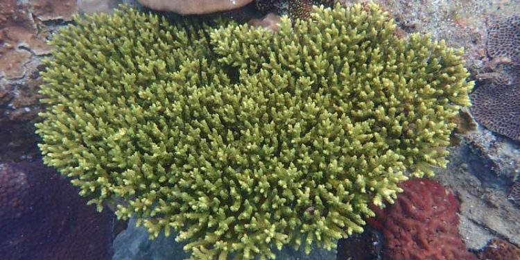 Potensi Laut Kepulauan Riau