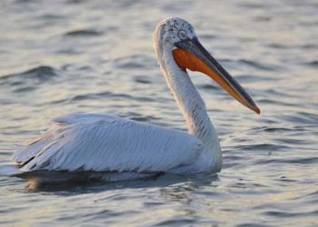 Cara Istanbul Merawat Ruang Hijau dan Burung Bermigrasi