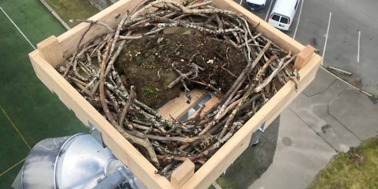 134 Spesies Terancam Punah, Kolaborasi Global Berupaya Melindungi Burung Migran
