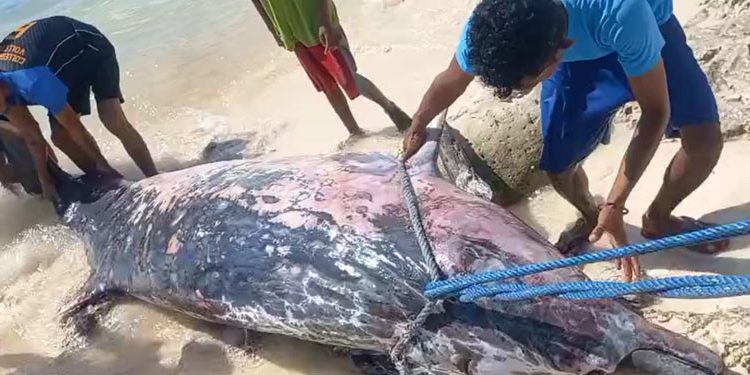 Paus Jenis Mesoplodon densirostris Terdampar di Sabu Raijua NTT