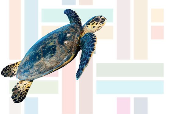 Hari Keanekaragaman Hayati dan Penyu di Pantai Manado Utara