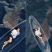 Perahu Transparan, Prilly Latuconsina dan Hiu Paus Gorontalo
