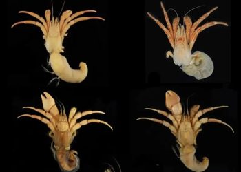 Peneliti Ajak Pelajari Kelomang, Hewan Kecil Indikator Kesehatan Lingkungan Laut