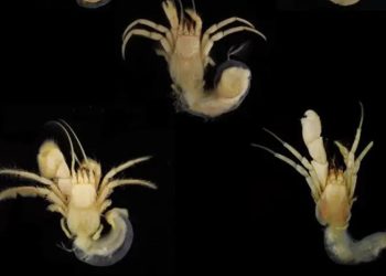 Laut Banda Memiliki Keragaman Genus Kelomang Tertinggi di Indonesia