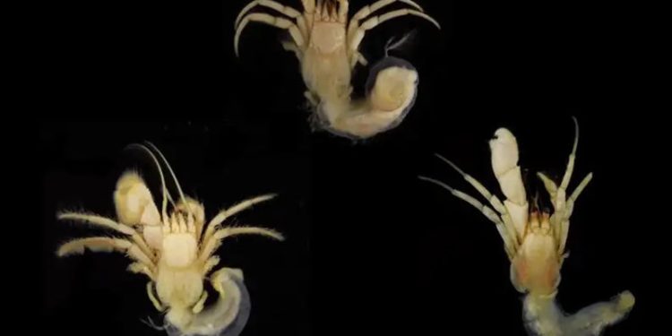 Laut Banda Memiliki Keragaman Genus Kelomang Tertinggi di Indonesia