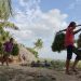 Pembudidaya Rumput Laut di NTT Mayoritas Perempuan