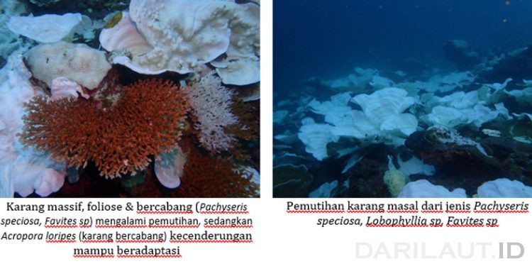 Peneliti Indonesia, University of Leeds dan University of the Philippines Temukan Pemutihan Karang di Perairan Bau-Bau