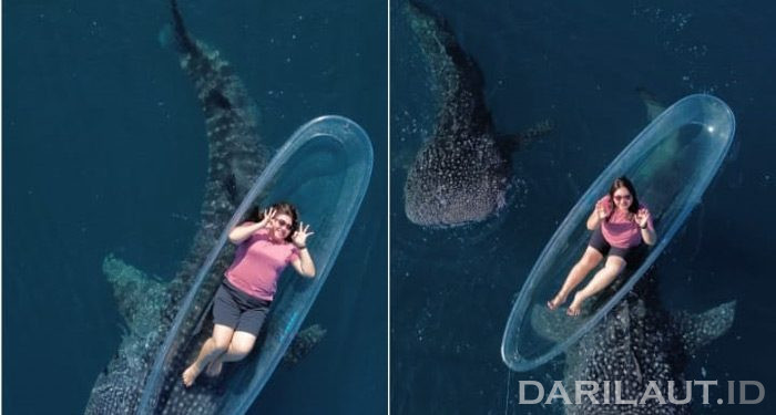 182 Hari Berturut di Tahun 2025 Hiu Paus Muncul di Perairan Botubarani, Gorontalo