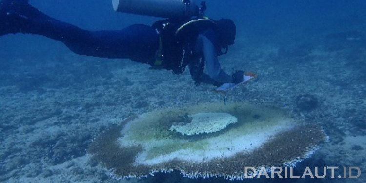 Potensi Terumbu Karang Perairan Bau-Bau Dalam Menghadapi Perubahan Iklim Global