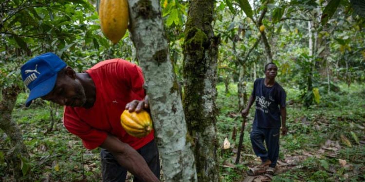 Hari Internasional Masyarakat Adat Sedunia: Memanen Kakao Tanpa Merusak Hutan Cagar Alam