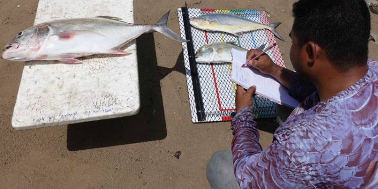 Nelayan di 26 Desa Pesisir Misool Papua Barat Daya Mendata Hasil Tangkapan Ikan