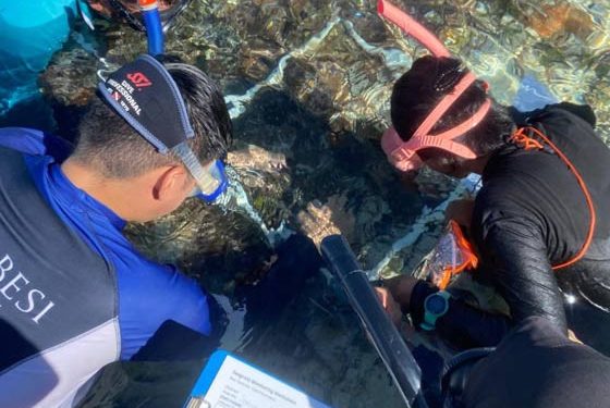 Ada Enam Spesies Lamun di Perairan Torosiaje, Gorontalo