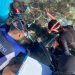 Ada Enam Spesies Lamun di Perairan Torosiaje, Gorontalo