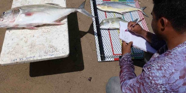 YKAN dan KKP Wujudkan Sistem Perikanan Digital Terpadu untuk Asia