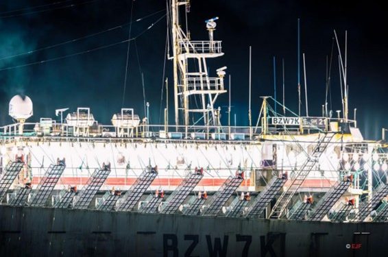 Jeritan dari Laut Lepas: Pekerja Migran di Balik Terangnya Kapal Cumi-Cumi