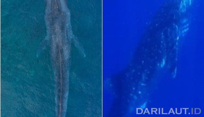 Ketika Dua Raksasa Paus Biru dan Hiu Paus Bertemu di Laut Tomini