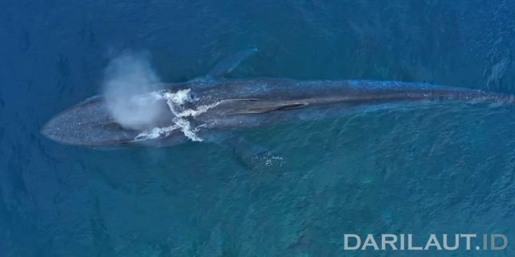 Paus Biru Mengeluarkan Suara Keras Saat Mendekati Tubir Karang Botubarani Gorontalo