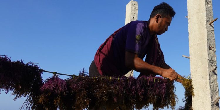 Pembudidaya Rumput Laut di Sabu Raijua NTT Menghadapi Tantangan Perubahan Iklim