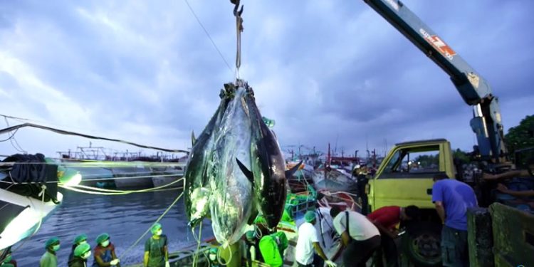 Indonesia Minta Tinjau Ulang Sistem Alokasi Kuota Penangkapan Tuna Sirip Biru Selatan
