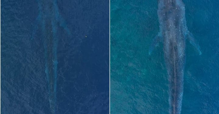 Paus Biru Muncul di Botubarani: Indikasi Jalur Migrasi Baru di Teluk Tomini