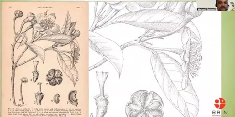 Herbarium Bogoriense Koleksi Botani 1 Juta Spesimen, Terbesar di Asia Tenggara