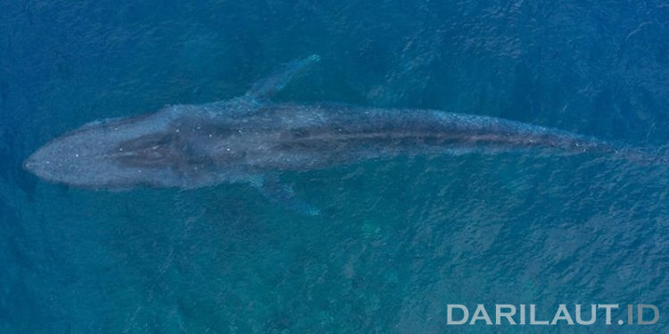 Jalur Baru Migrasi Paus Biru di Teluk Tomini