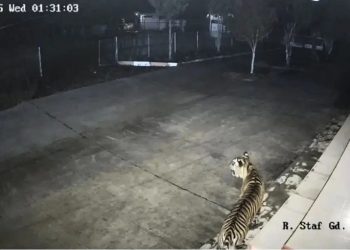 Pesan Ekologis di Balik Harimau Sumatra ”Mampir” di Kantor BRIN dan Macan Tutul Jawa ”Bertamu” ke Hotel