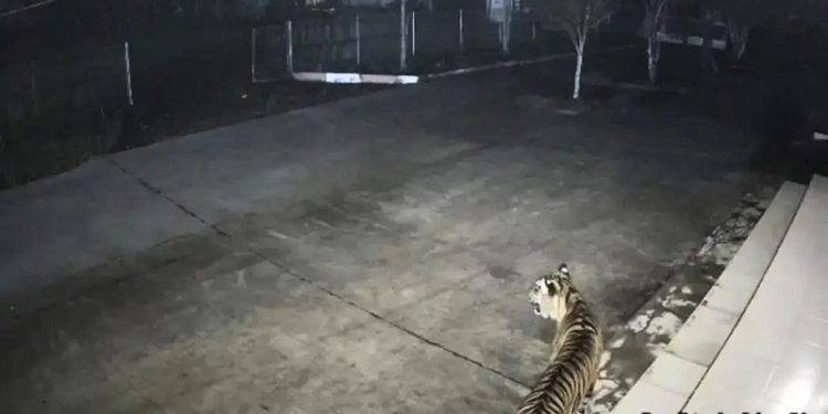 Pesan Ekologis di Balik Harimau Sumatra ”Mampir” di Kantor BRIN dan Macan Tutul Jawa ”Bertamu” ke Hotel