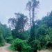 Hutan Alam Gorontalo Dirusak untuk Produk Biomassa, Organisasi Lingkungan Lintas Negara Protes ke Jepang