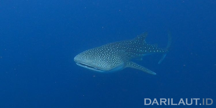 Jejak 303 Hari Kemunculan Hiu Paus di Botubarani, Teluk Tomini