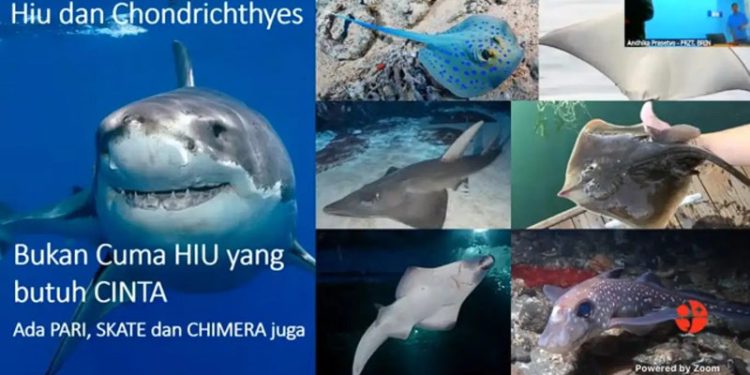 Dampak Dari Penangkapan dan Degradasi Habitat Populasi Hiu dan Pari di Indonesia Menurun