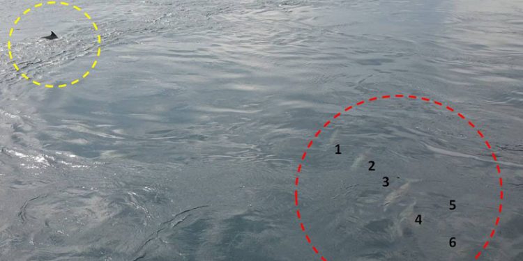 Peristiwa Upwelling Ekstrem Laut Alor Dapat Menjadi Daya Tarik Wisata Ilmiah Berbasis Konservasi