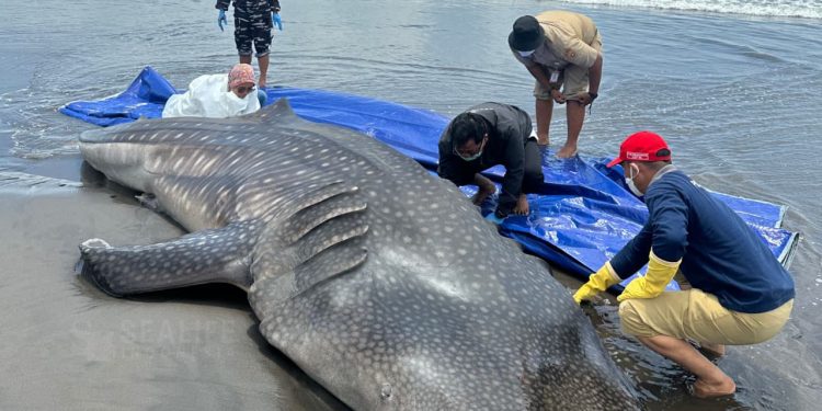 Nekropsi Temukan Udang Rebon dalam Lambung Hiu Paus, Indikasi Keracunan Muncul